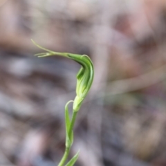 Diplodium laxum at Hackett, ACT - suppressed