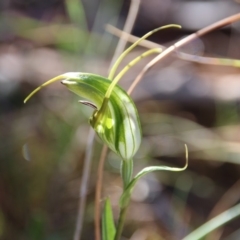 Diplodium laxum at Hackett, ACT - suppressed