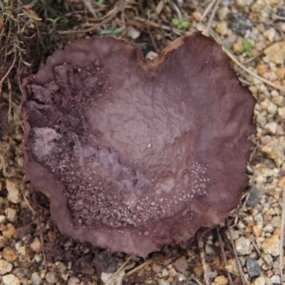 Calvatia cyathiformis at Paddys River, ACT - 5 Apr 2019 by davobj