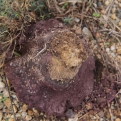 Calvatia cyathiformis at Paddys River, ACT - 5 Apr 2019 11:08 AM