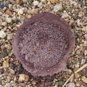 Calvatia cyathiformis at Paddys River, ACT - 5 Apr 2019 11:08 AM