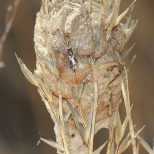 Mantidae - egg case (family) at Hackett, ACT - 3 Apr 2019 01:13 PM