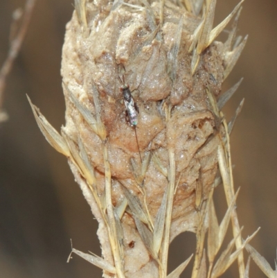 Mantidae - egg case (family) (Egg case of praying mantis) at Hackett, ACT - 3 Apr 2019 by TimL