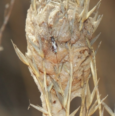 Mantidae (family) (Egg case of praying mantis) at ANBG - 3 Apr 2019 by TimL