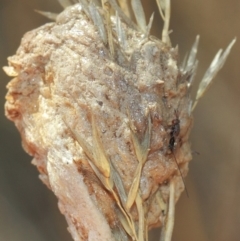 Mantidae - egg case (family) at Hackett, ACT - 3 Apr 2019