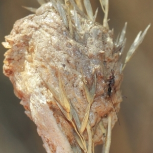 Mantidae - egg case (family) at Hackett, ACT - 3 Apr 2019