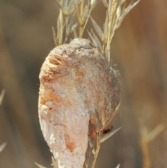 Mantidae - egg case (family) at Hackett, ACT - 3 Apr 2019