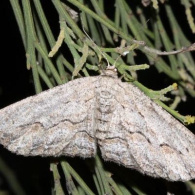 Ectropis (genus) (An engrailed moth) at Mount Ainslie - 4 Apr 2019 by jbromilow50