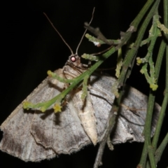 Ectropis (genus) at Ainslie, ACT - 4 Apr 2019