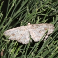 Ectropis (genus) at Ainslie, ACT - 4 Apr 2019