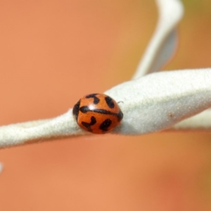 Coccinella transversalis at Hackett, ACT - 3 Apr 2019