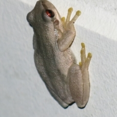 Litoria quiritatus (Screaming Tree Frog) at Ulladulla, NSW - 3 Apr 2019 by CRSImages