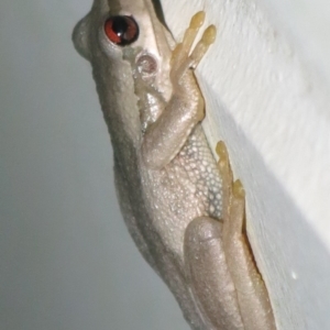 Litoria quiritatus at Ulladulla, NSW - 3 Apr 2019