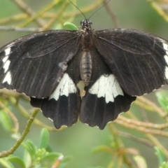 Papilio aegeus (Orchard Swallowtail, Large Citrus Butterfly) at Acton, ACT - 5 Apr 2019 by SandraH