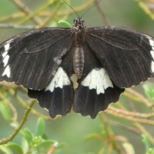 Papilio aegeus at Acton, ACT - 5 Apr 2019 12:00 AM