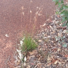 Themeda triandra (Kangaroo Grass) at Mount Ainslie - 4 Apr 2019 by SilkeSma