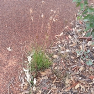 Themeda triandra at Campbell, ACT - 5 Apr 2019 08:53 AM