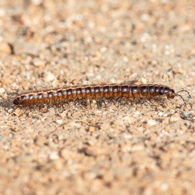 Cladethosoma sp. (genus) (A millipede) at Fyshwick, ACT - 5 Apr 2019 by Roger