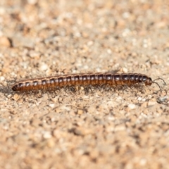 Cladethosoma sp. (genus) (A millipede) at Fyshwick, ACT - 4 Apr 2019 by Roger