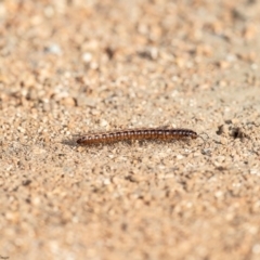 Cladethosoma sp. (genus) at Fyshwick, ACT - 5 Apr 2019 09:15 AM