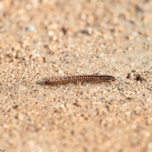 Cladethosoma sp. (genus) at Fyshwick, ACT - 5 Apr 2019