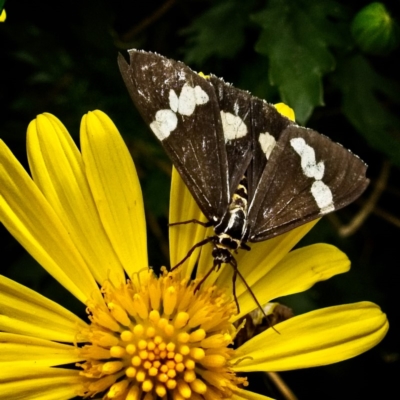 Nyctemera amicus (Senecio Moth, Magpie Moth, Cineraria Moth) at Banks, ACT - 5 Apr 2019 by UserfaKgHkxs