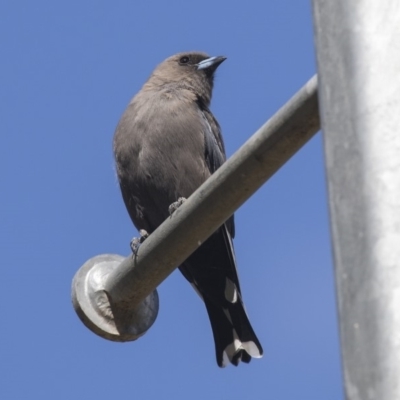 Artamus cyanopterus (Dusky Woodswallow) at Belconnen, ACT - 3 Apr 2019 by AlisonMilton