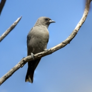 Artamus cyanopterus cyanopterus at Belconnen, ACT - 3 Apr 2019