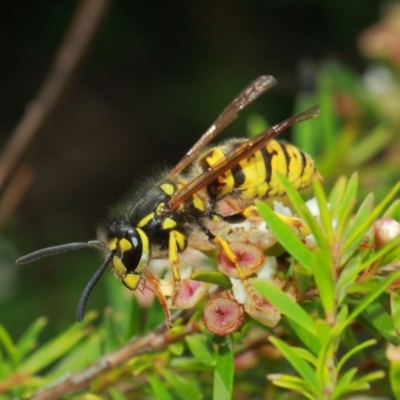 Vespula germanica (European wasp) at ANBG - 4 Apr 2019 by TimL