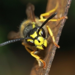 Vespula germanica at Hackett, ACT - 4 Apr 2019 12:51 PM