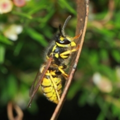 Vespula germanica at Hackett, ACT - 4 Apr 2019