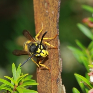 Vespula germanica at Hackett, ACT - 4 Apr 2019