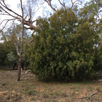 Exocarpos cupressiformis (Cherry Ballart) at Mount Ainslie - 5 Apr 2019 by jb2602