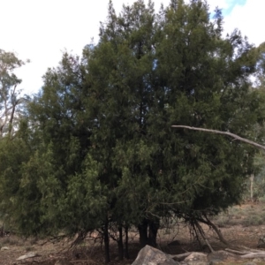 Exocarpos cupressiformis at Hackett, ACT - 5 Apr 2019