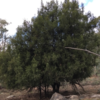 Exocarpos cupressiformis (Cherry Ballart) at Hackett, ACT - 5 Apr 2019 by jbromilow50