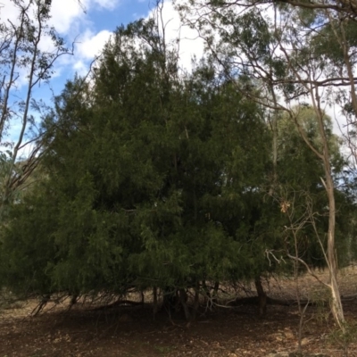 Exocarpos cupressiformis (Cherry Ballart) at Ainslie, ACT - 5 Apr 2019 by jb2602