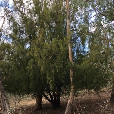 Exocarpos cupressiformis (Cherry Ballart) at Ainslie, ACT - 5 Apr 2019 by jb2602