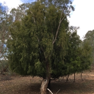 Exocarpos cupressiformis at Ainslie, ACT - 5 Apr 2019 04:09 PM