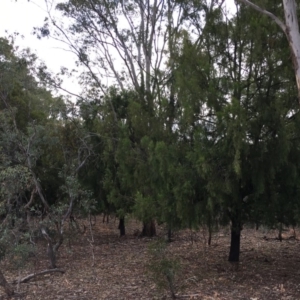 Exocarpos cupressiformis at Ainslie, ACT - 5 Apr 2019 04:02 PM