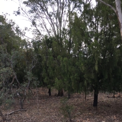 Exocarpos cupressiformis (Cherry Ballart) at Mount Ainslie - 5 Apr 2019 by jb2602