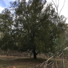 Exocarpos cupressiformis (Cherry Ballart) at Ainslie, ACT - 5 Apr 2019 by jbromilow50