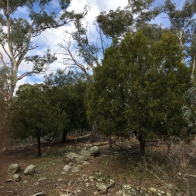 Exocarpos cupressiformis (Cherry Ballart) at Mount Ainslie - 5 Apr 2019 by jb2602