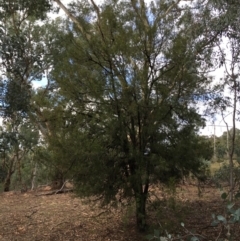 Exocarpos cupressiformis (Cherry Ballart) at Ainslie, ACT - 5 Apr 2019 by jb2602