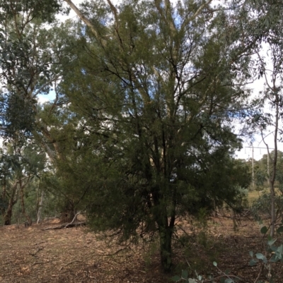 Exocarpos cupressiformis (Cherry Ballart) at Ainslie, ACT - 5 Apr 2019 by jb2602