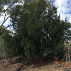 Exocarpos cupressiformis (Cherry Ballart) at Ainslie, ACT - 5 Apr 2019 by jbromilow50