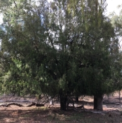 Exocarpos cupressiformis (Cherry Ballart) at Ainslie, ACT - 5 Apr 2019 by jb2602