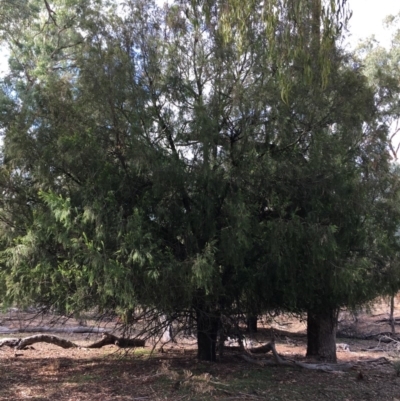 Exocarpos cupressiformis (Cherry Ballart) at Mount Ainslie - 5 Apr 2019 by jb2602