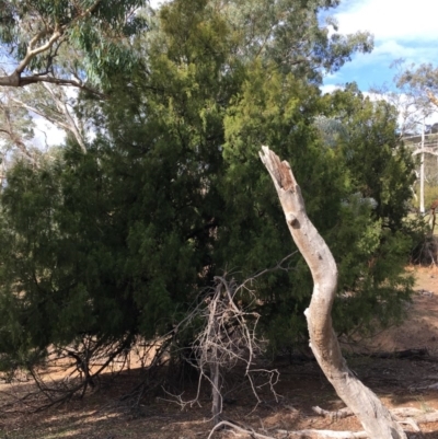 Exocarpos cupressiformis (Cherry Ballart) at Ainslie, ACT - 5 Apr 2019 by jb2602