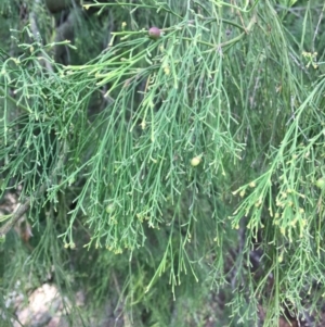 Exocarpos cupressiformis at Ainslie, ACT - 5 Apr 2019