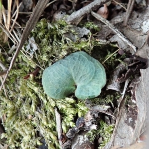 Acianthus collinus at Dunlop, ACT - 4 Apr 2019